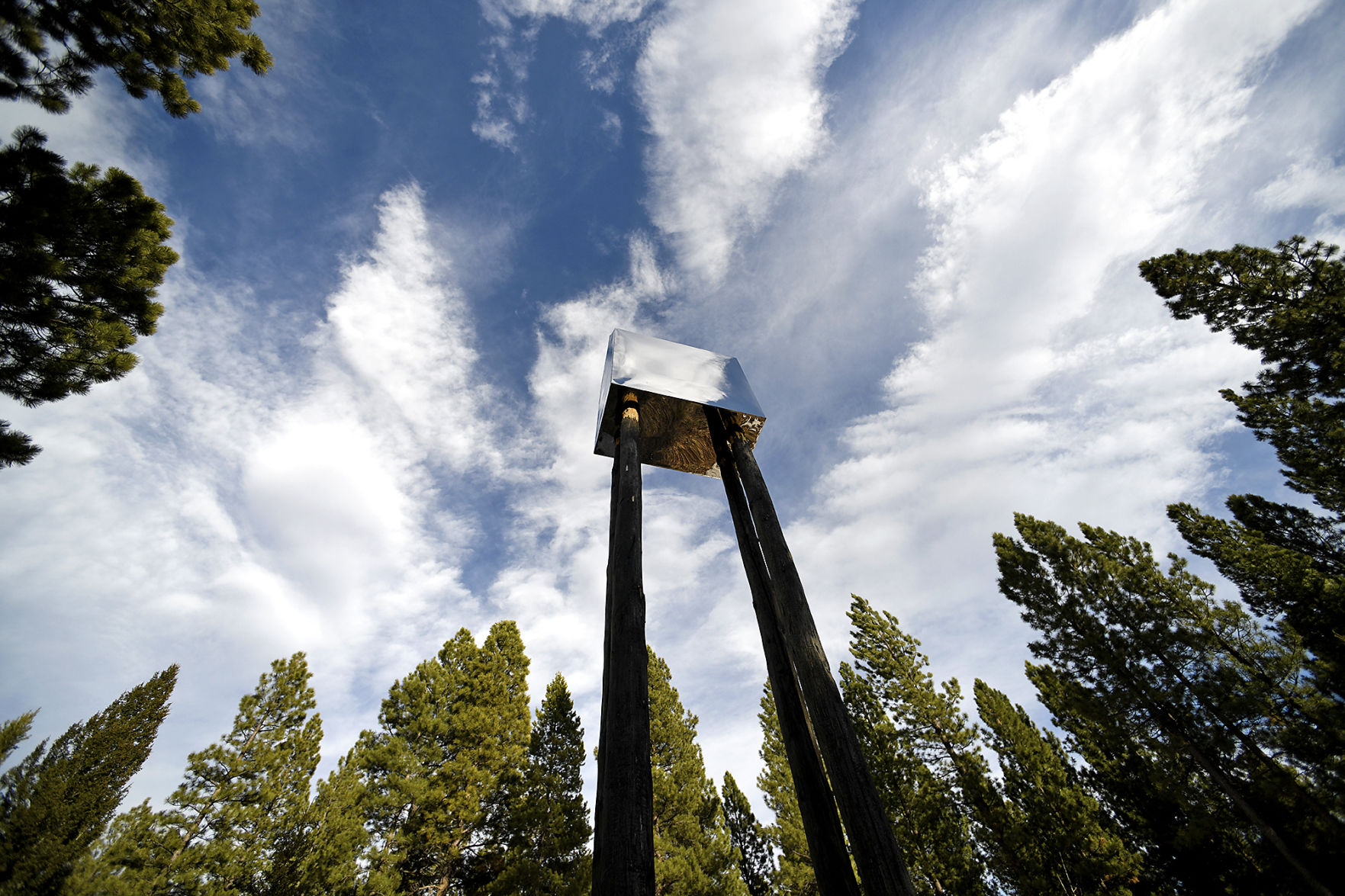 Sculpture Wild 8